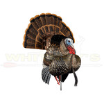 Avian X Avian X HDR Strutter- AVX8108
