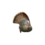 Avian X Avian X LCD Strutter Decoy- AVX8004