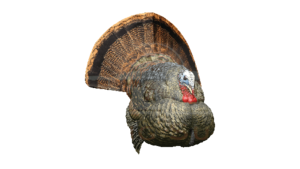 2025’s Turkey Hunting MVPs 2025’s Turkey Hunting MVPs