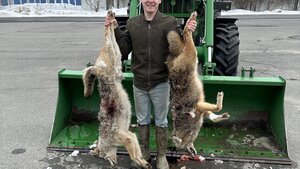 Two Coyotes Down 