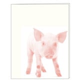 Hip Baby Cards - Blank