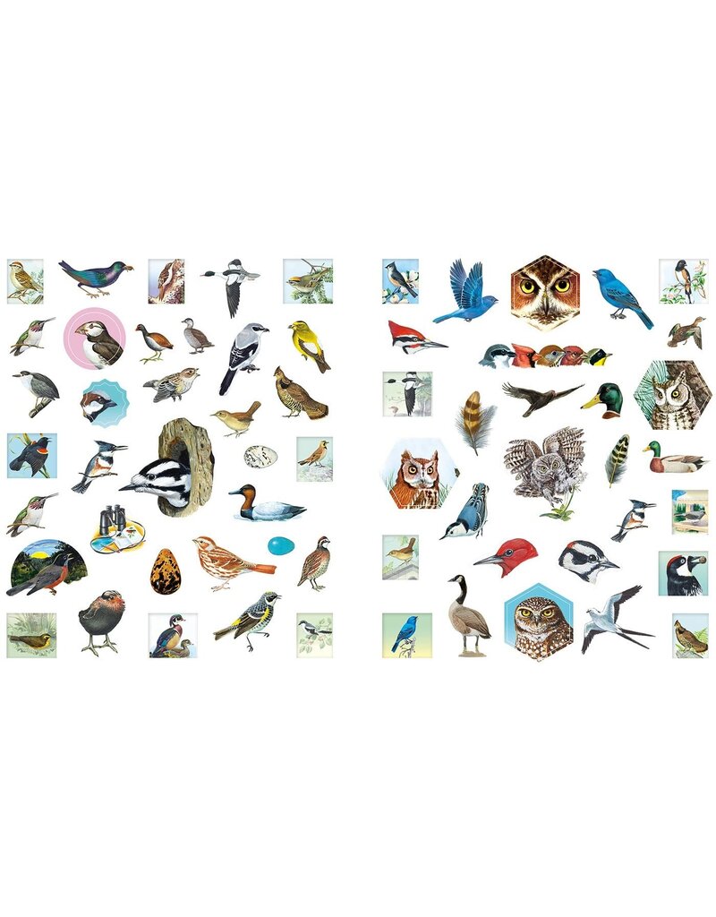 Outdoor School: Spot & Sticker Birds