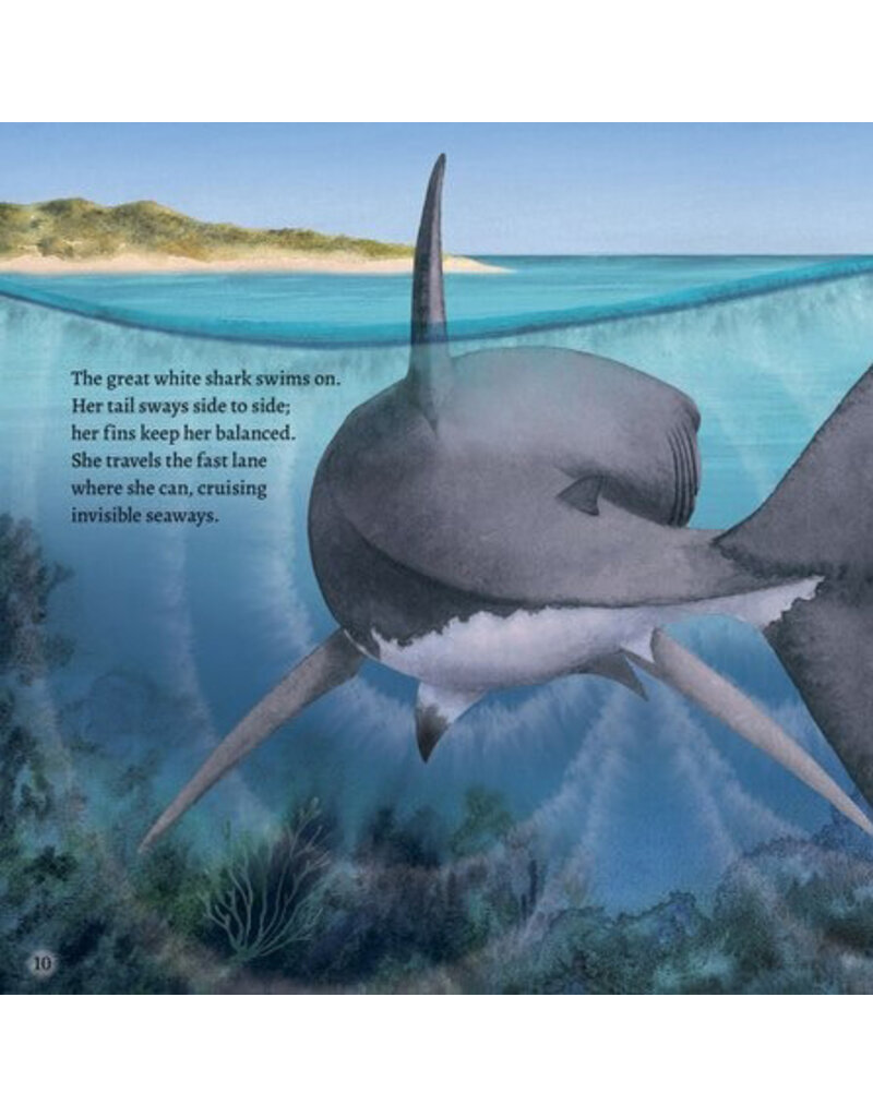 Random House Great White Shark