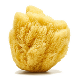 Sandy the Sea Sponge