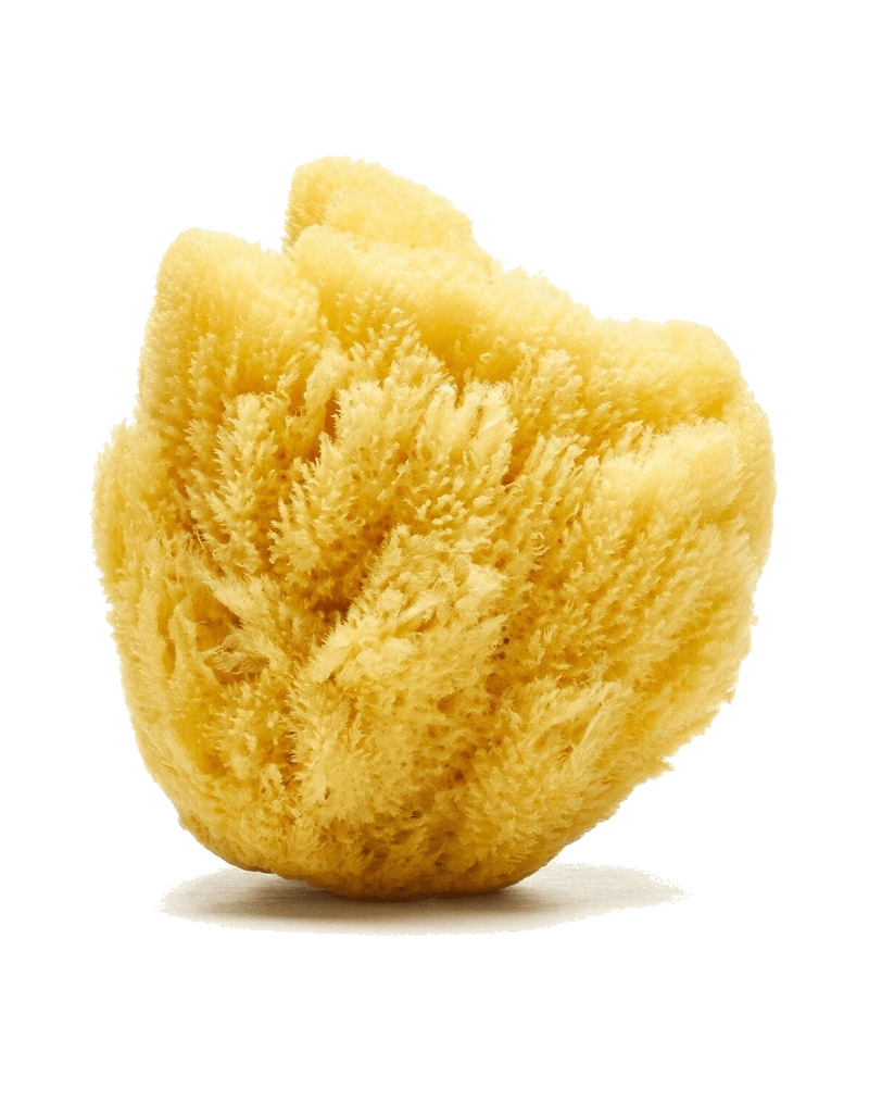 Sandy the Sea Sponge