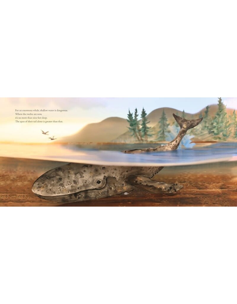 Random House Twelve Daring Grays: A Whale Migration Adventure