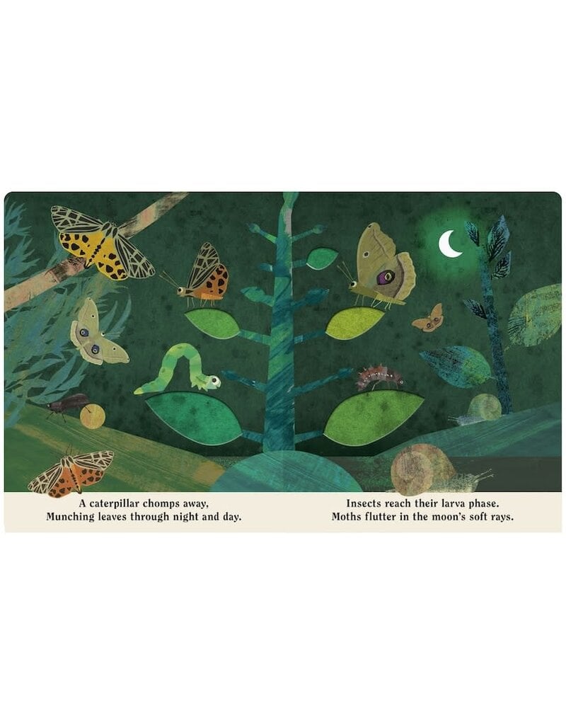 Random House Bugs: A Peek-Through Board Book