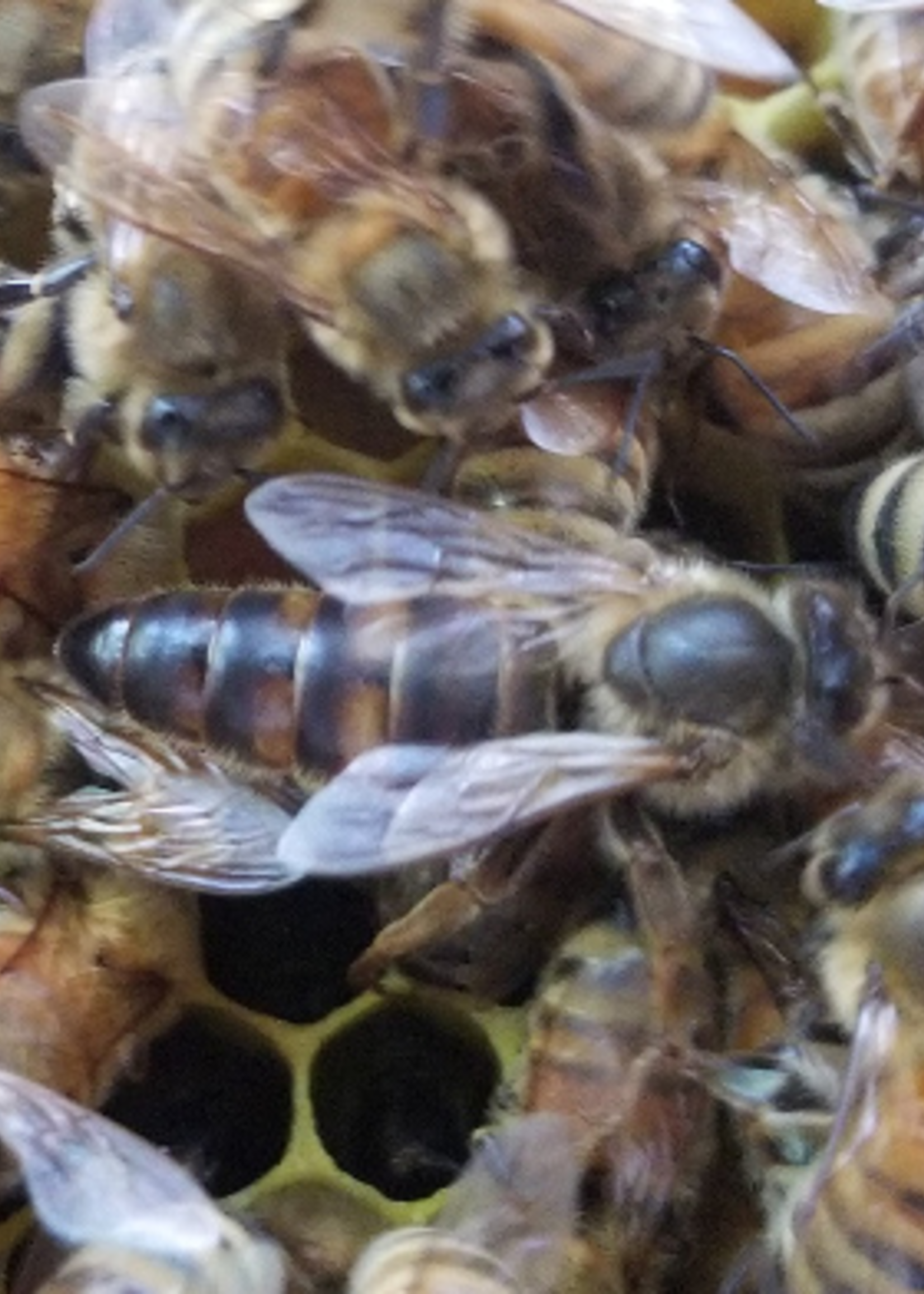 queen Nimbus Rd. Apiary  local Queen Bee