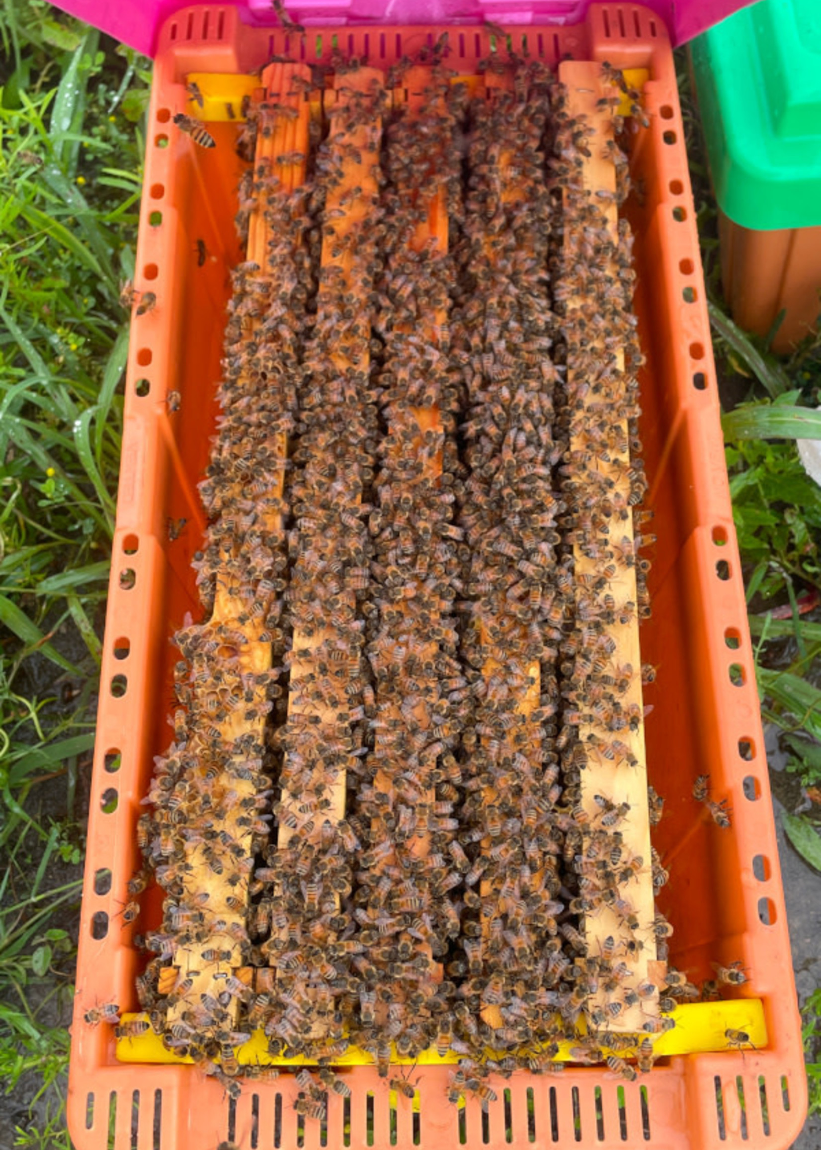 5-Frame Nucleus Colony - Marked Hybrid Queen April 22nd