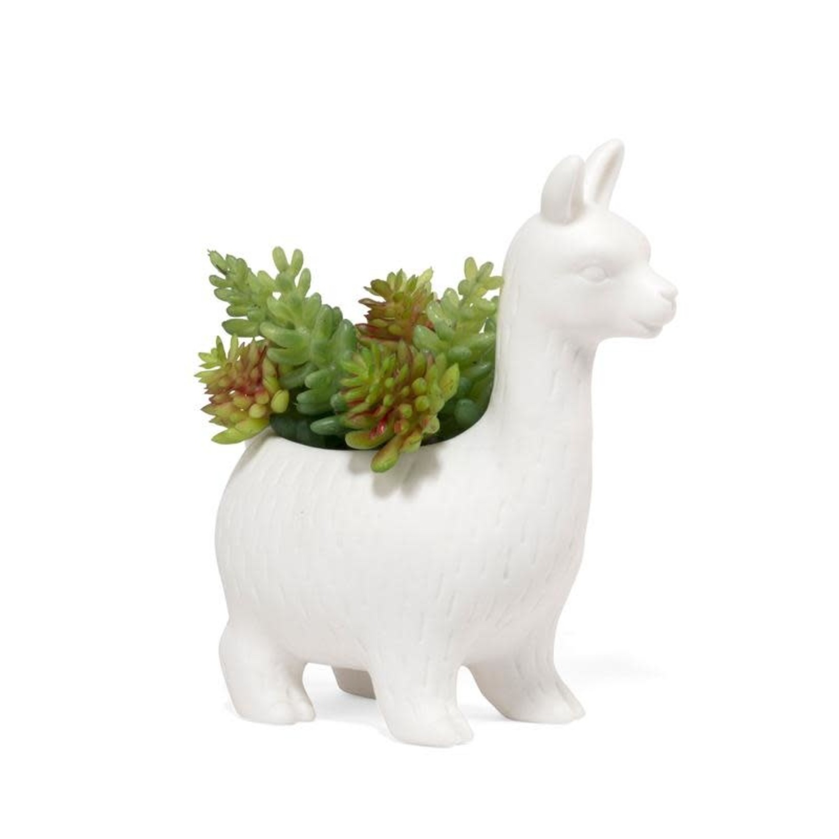 KIKKERLAND LLOYD THE LLAMA