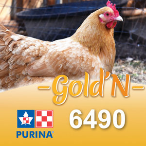 Cargill-Purina 6490 - GOLD'N Layena «O» concassé avec graine de lin