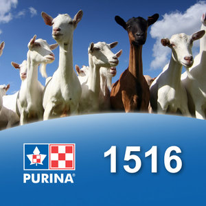 Cargill-Purina 1516 - CAPRINA Haute performance chèvre 16%