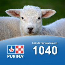 1040 - Substitut laitier pour agneau