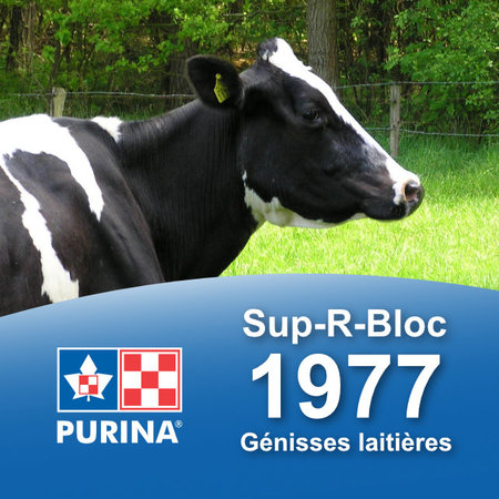 Cargill-Purina 1977 - Sup-R-Block Génisse laitières