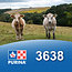 Cargill-Purina 3638 - V-Tech 36%
