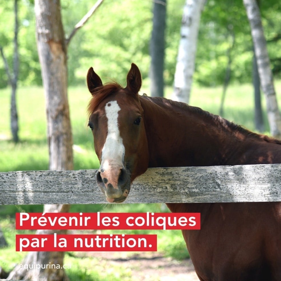 Segment PURINA - Prévenir les coliques grâce à l'alimentation