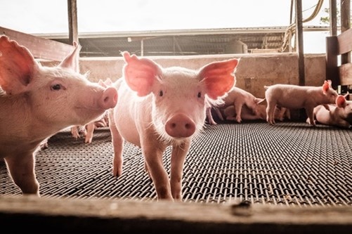 Les meilleurs stratégies alimentaires pour l'élevage porcin