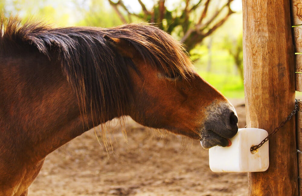  Pierre A Sel Pour Cheval