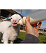 GROBER Dehydrated colostrum for sheep/goats