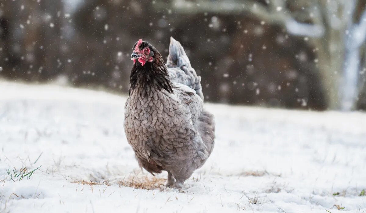 Aménagement du poulailler en hiver