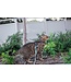 RC Pets Primary Kitty Harness