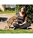 RC Pets Primary Kitty Harness