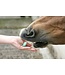 LIKIT Treat bar