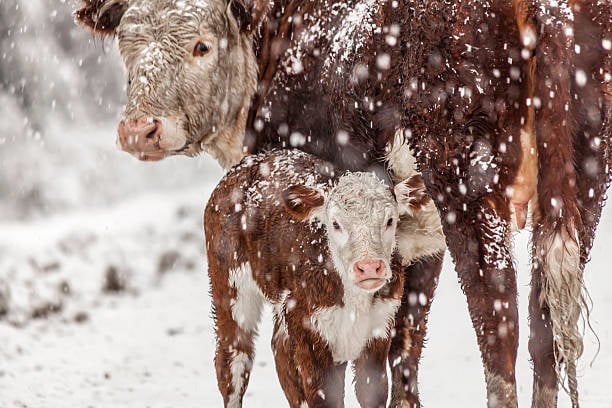 Survivre à l'hiver 