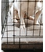 Bud'z Comfort flat bed (for bud'z cages) Charcoal