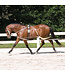 Pessoa Lunging System