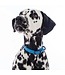 NUVUQ Adjustable collar for dogs