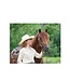 Weaver Stacy Westfall Showtime western kit with crystals