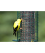 Brome Bird Care Squirrel Buster Finch feeder