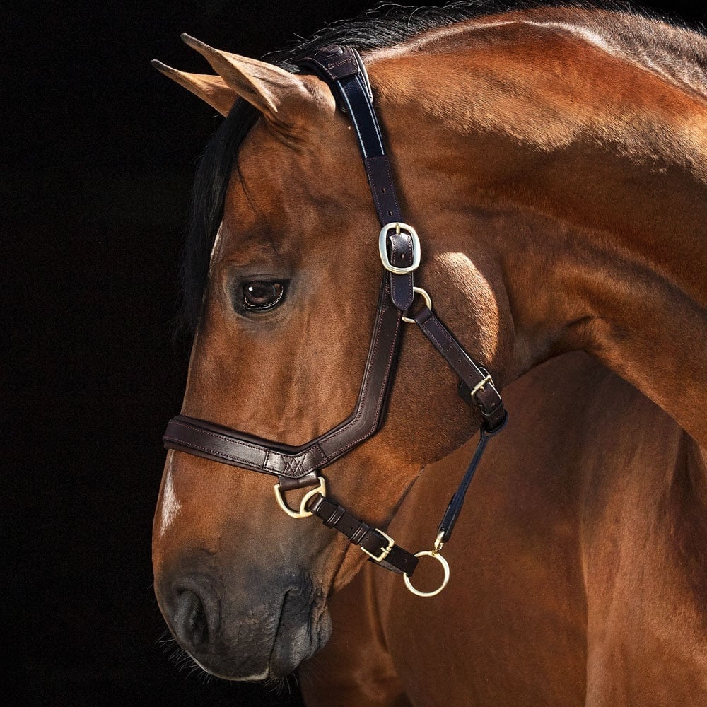 Licol Ethologique Et Longe Cheval de Trait