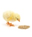Les Grains Douglass Gold'N Début pour Poussins (6040)