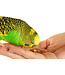 Les Grains Douglass Budgies mix