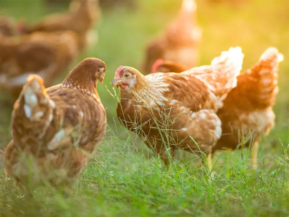 Alimentation poule pondeuse - Chemin des Poulaillers