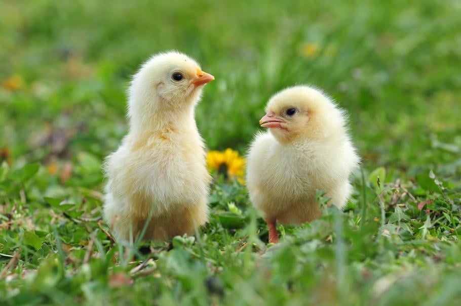 Avez-vous observé l'état de santé de vos poules cette semaine