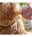 Skout's Honor Probiotic Detangler