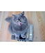 Oven-Baked Tradition Recette Originale au Poulet pour Chat Senior