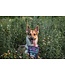 Oven-Baked Tradition All Natural Grain-Free Beef Liver Treats