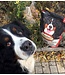 Oven-Baked Tradition Original Lamb Recipe for Large Breed Adult Dogs