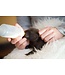 Nutrience Lait de remplacement pour Chiot