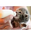 Nutrience Lait de remplacement pour Chaton
