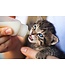 Nutrience Lait de remplacement pour Chaton