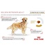 Royal Canin Chien Adulte Golden Retriever