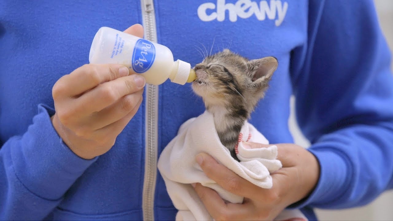 PETAG Nursing Kit Complet Paddock Animal