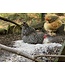 Fresh Coop Dust bath