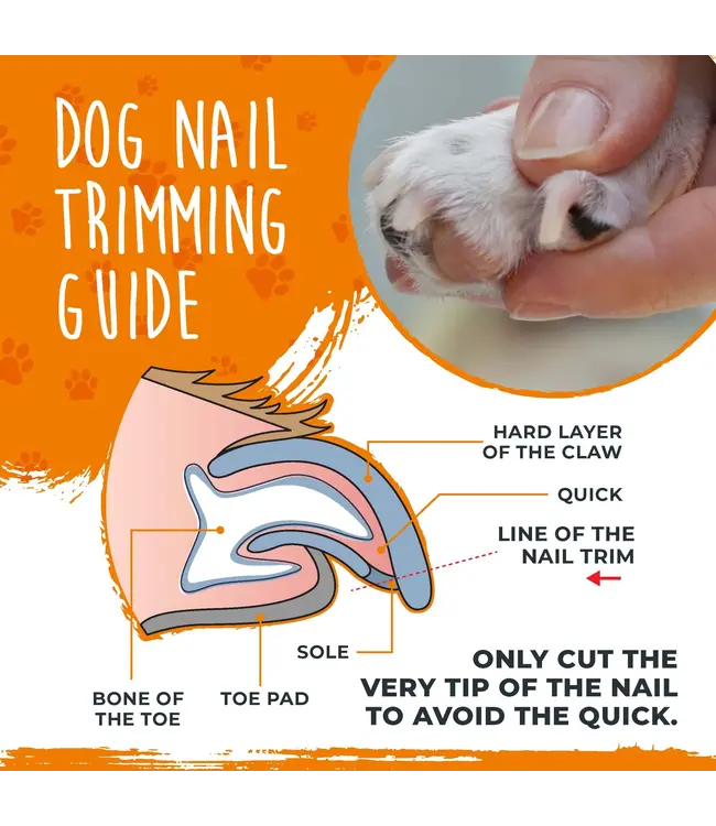 BAXTER & BELLA Curved dog nail clipper Paddock Animal & Co