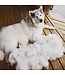 Baxter & Bella Adjustable Deshedding Loop